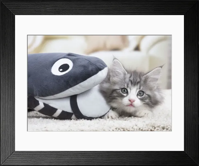 Framed Print : Picture No. 12020116 Framed Print : Picture No. 12020116