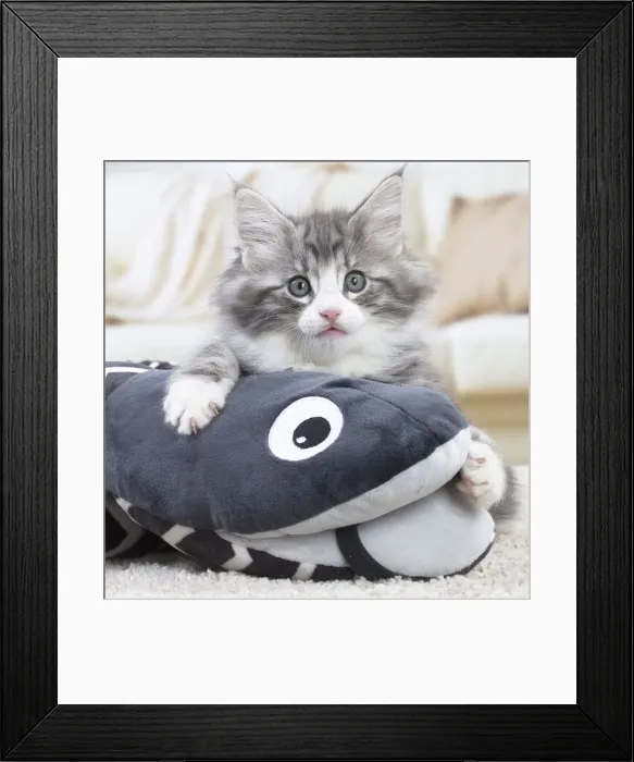 Framed Print : Picture No. 12020117 Framed Print : Picture No. 12020117