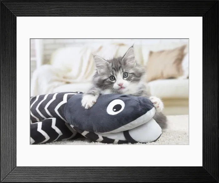 Framed Print : Picture No. 12020118 Framed Print : Picture No. 12020118