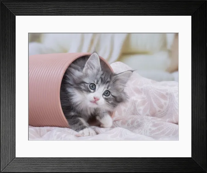 Framed Print : Picture No. 12020121 Framed Print : Picture No. 12020121