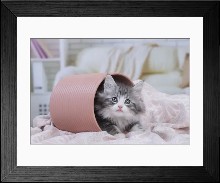 Framed Print : Picture No. 12020122 Framed Print : Picture No. 12020122