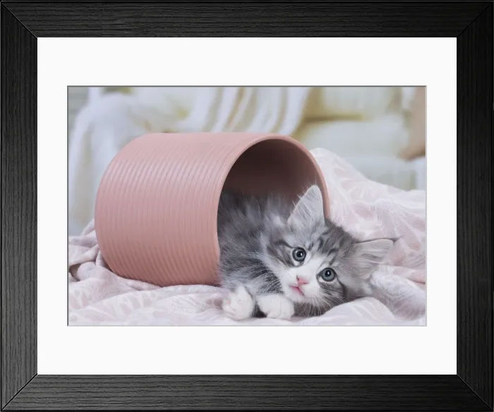 Framed Print : Picture No. 12020123 Framed Print : Picture No. 12020123