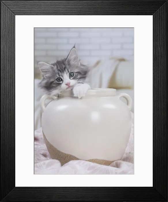 Framed Print : Picture No. 12020124 Framed Print : Picture No. 12020124