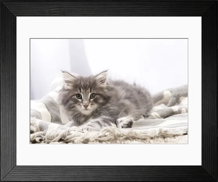 Framed Print : Picture No. 12020126 Framed Print : Picture No. 12020126