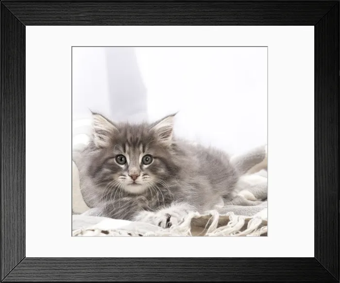 Framed Print : Picture No. 12020127 Framed Print : Picture No. 12020127