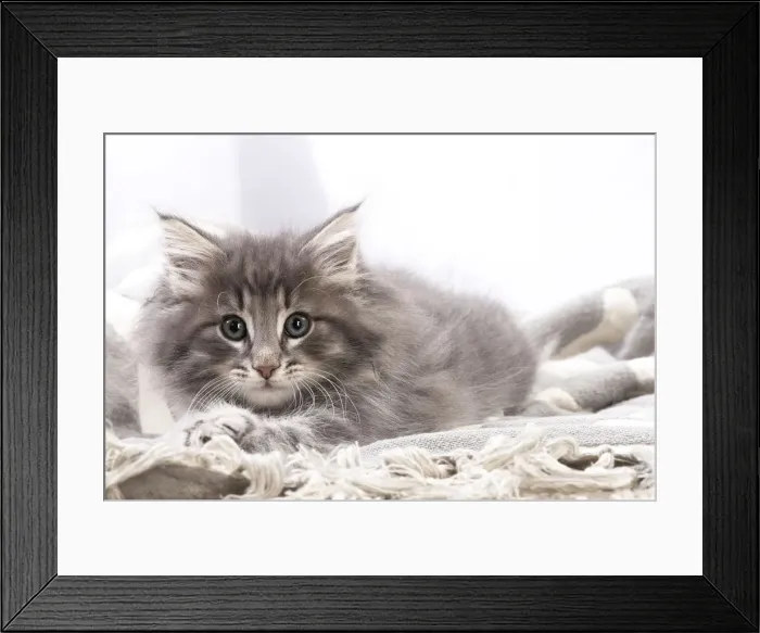 Framed Print : Picture No. 12020128 Framed Print : Picture No. 12020128