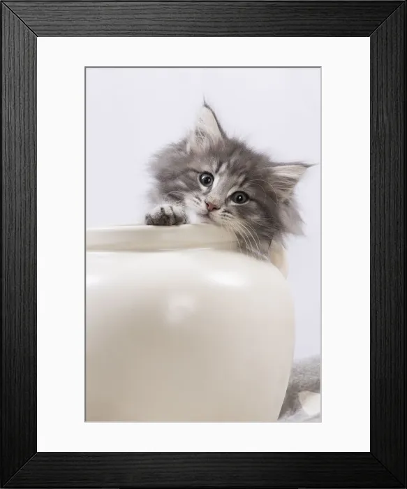 Framed Print : Picture No. 12020129 Framed Print : Picture No. 12020129