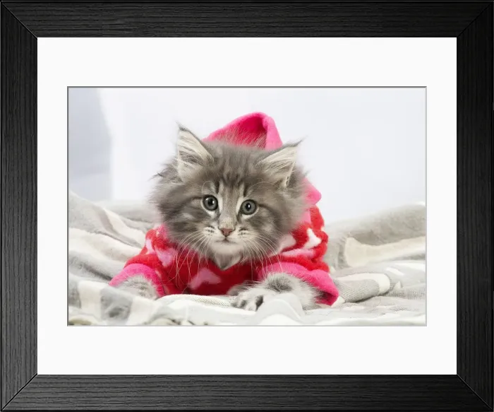 Framed Print : Picture No. 12020133 Framed Print : Picture No. 12020133