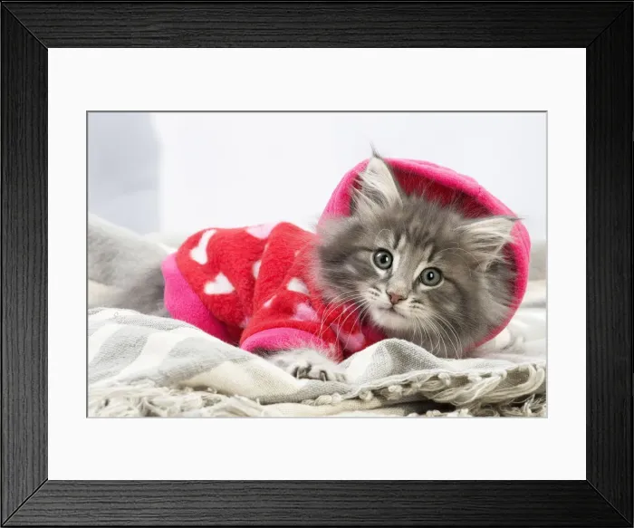 Framed Print : Picture No. 12020134 Framed Print : Picture No. 12020134