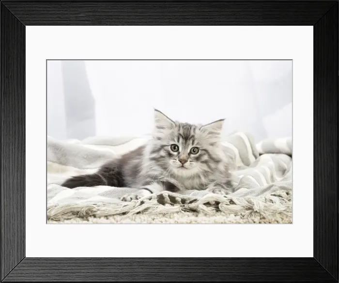 Framed Print : Picture No. 12020136 Framed Print : Picture No. 12020136