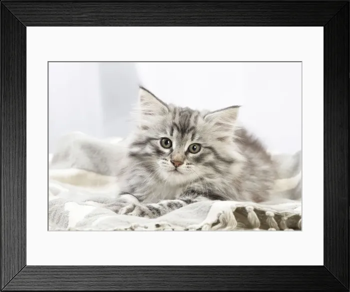 Framed Print : Picture No. 12020137 Framed Print : Picture No. 12020137