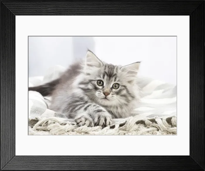 Framed Print : Picture No. 12020138 Framed Print : Picture No. 12020138