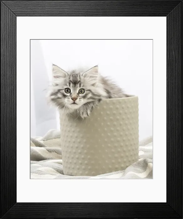 Framed Print : Picture No. 12020140 Framed Print : Picture No. 12020140