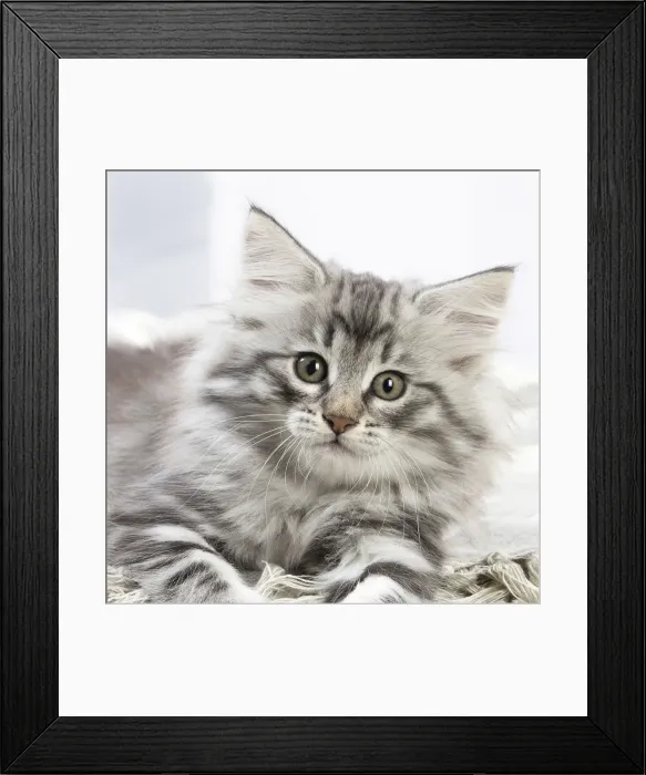 Framed Print : Picture No. 12020139 Framed Print : Picture No. 12020139