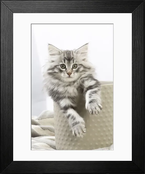 Framed Print : Picture No. 12020141 Framed Print : Picture No. 12020141
