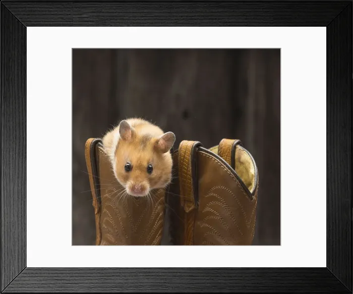 Framed Print : Picture No. 12020143 Framed Print : Picture No. 12020143