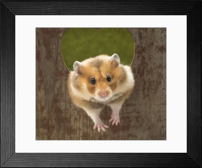 Framed Print : Picture No. 12020146 Framed Print : Picture No. 12020146