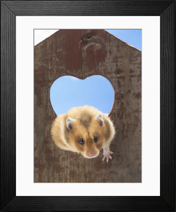 Framed Print : Picture No. 12020148 Framed Print : Picture No. 12020148