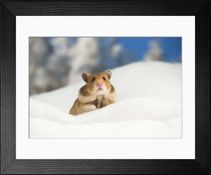Framed Print : Picture No. 12020157 Framed Print : Picture No. 12020157