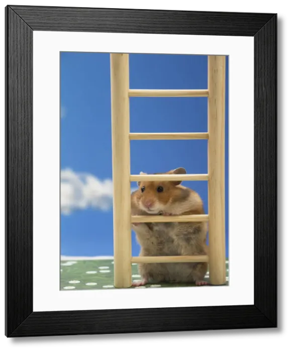 Framed Print : Picture No. 12020156 Framed Print : Picture No. 12020156