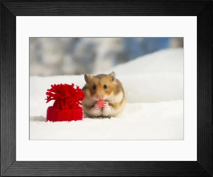 Framed Print : Picture No. 12020158 Framed Print : Picture No. 12020158