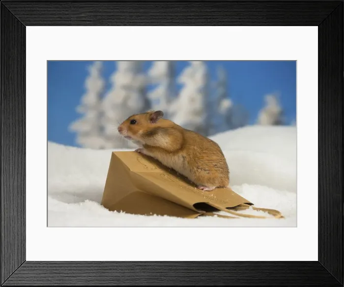 Framed Print : Picture No. 12020159 Framed Print : Picture No. 12020159