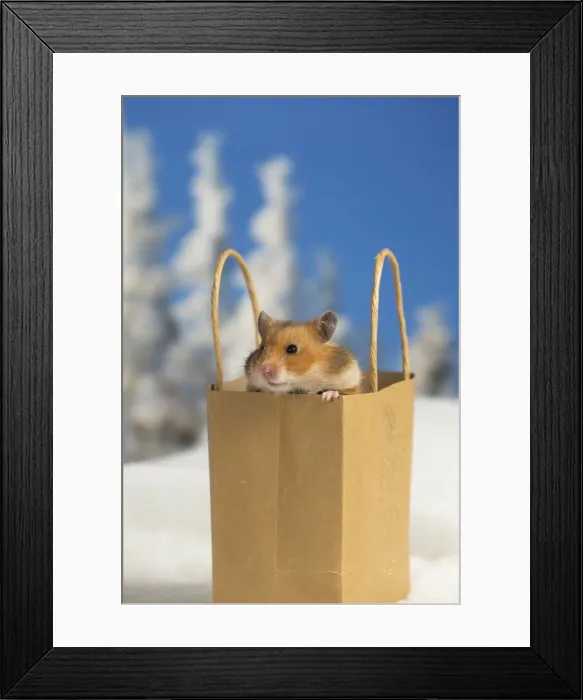 Framed Print : Picture No. 12020160 Framed Print : Picture No. 12020160