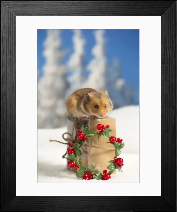 Framed Print : Picture No. 12020161 Framed Print : Picture No. 12020161