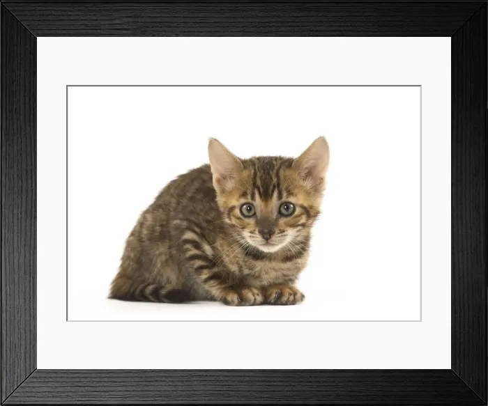 Framed Print : Picture No. 12020228 Framed Print : Picture No. 12020228