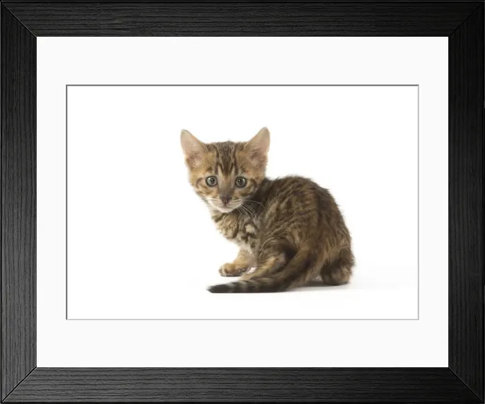 Framed Print : Picture No. 12020227 Framed Print : Picture No. 12020227