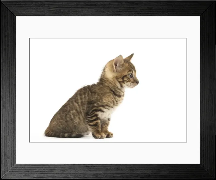 Framed Print : Picture No. 12020229 Framed Print : Picture No. 12020229
