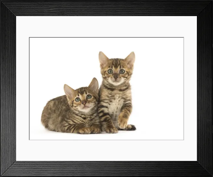 Framed Print : Picture No. 12020230 Framed Print : Picture No. 12020230