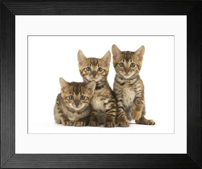 Framed Print : Picture No. 12020232 Framed Print : Picture No. 12020232
