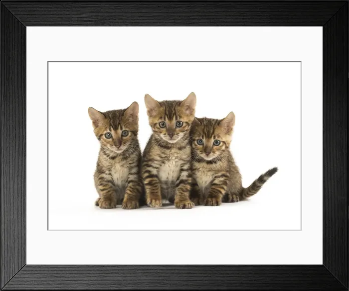 Framed Print : Picture No. 12020233 Framed Print : Picture No. 12020233