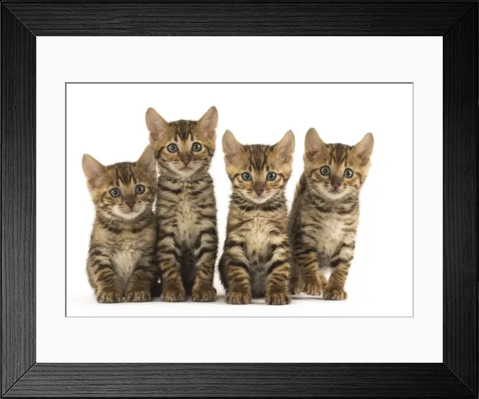Framed Print : Picture No. 12020234 Framed Print : Picture No. 12020234