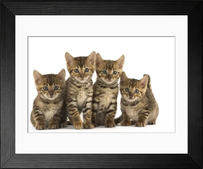 Framed Print : Picture No. 12020235 Framed Print : Picture No. 12020235