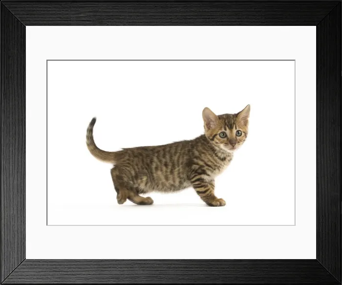 Framed Print : Picture No. 12020237 Framed Print : Picture No. 12020237