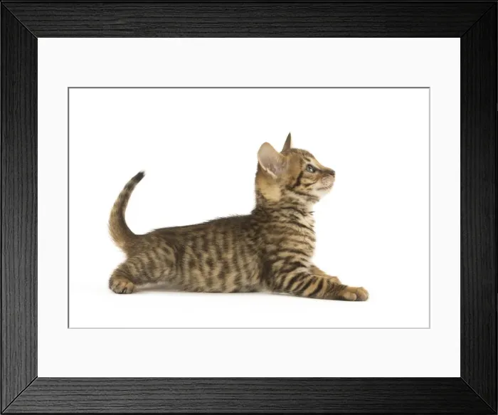 Framed Print : Picture No. 12020238 Framed Print : Picture No. 12020238