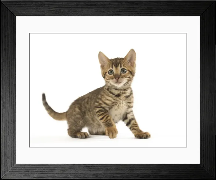 Framed Print : Picture No. 12020239 Framed Print : Picture No. 12020239