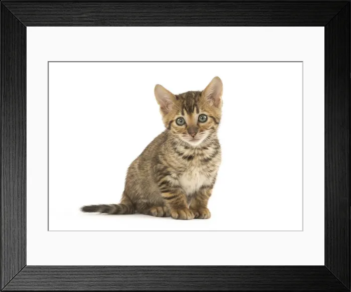 Framed Print : Picture No. 12020236 Framed Print : Picture No. 12020236