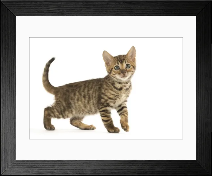 Framed Print : Picture No. 12020241 Framed Print : Picture No. 12020241