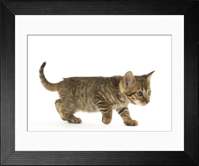 Framed Print : Picture No. 12020240 Framed Print : Picture No. 12020240