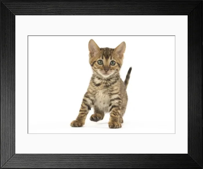 Framed Print : Picture No. 12020243 Framed Print : Picture No. 12020243