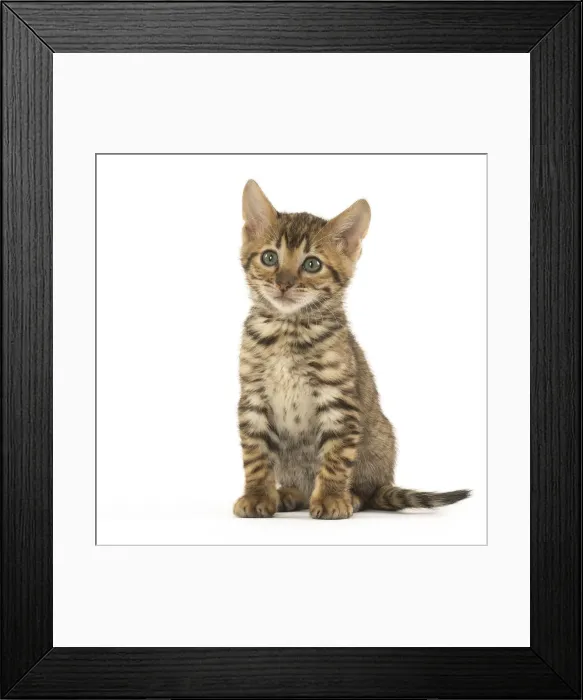 Framed Print : Picture No. 12020244 Framed Print : Picture No. 12020244