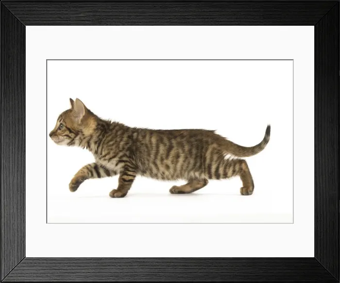 Framed Print : Picture No. 12020242 Framed Print : Picture No. 12020242