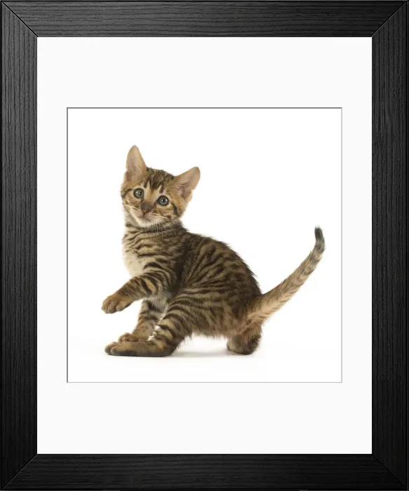 Framed Print : Picture No. 12020246 Framed Print : Picture No. 12020246