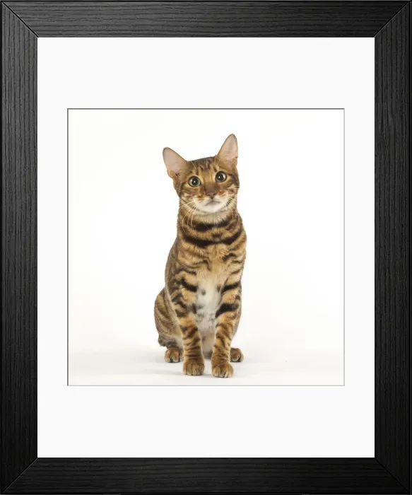 Framed Print : Picture No. 12020247 Framed Print : Picture No. 12020247