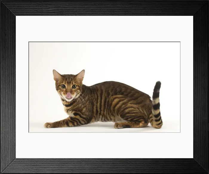 Framed Print : Picture No. 12020249 Framed Print : Picture No. 12020249