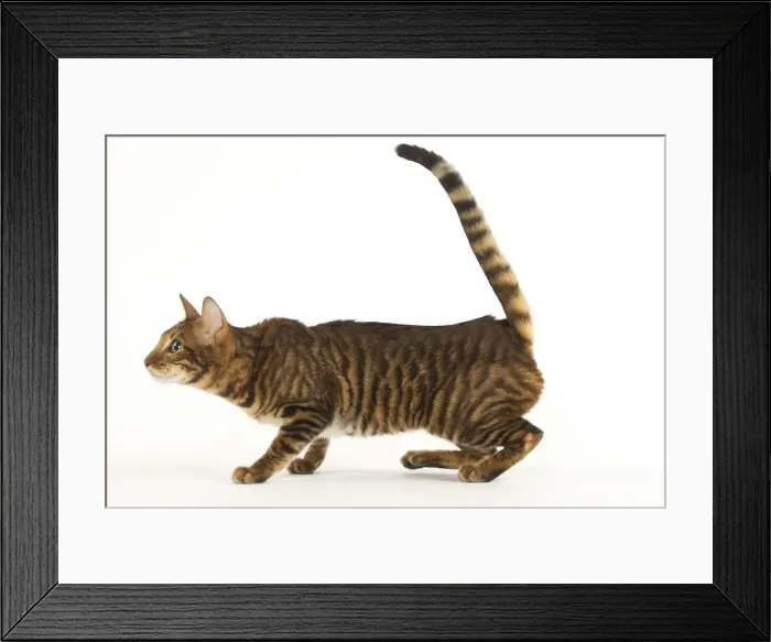 Framed Print : Picture No. 12020250 Framed Print : Picture No. 12020250