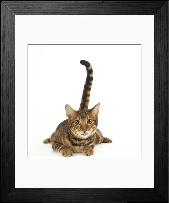 Framed Print : Picture No. 12020251 Framed Print : Picture No. 12020251